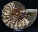 Beautiful Agatized Ammonite Pair #11012-1